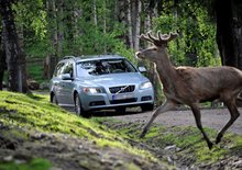Srážek se zvěří přibylo. Kde je riziko nejvyšší?